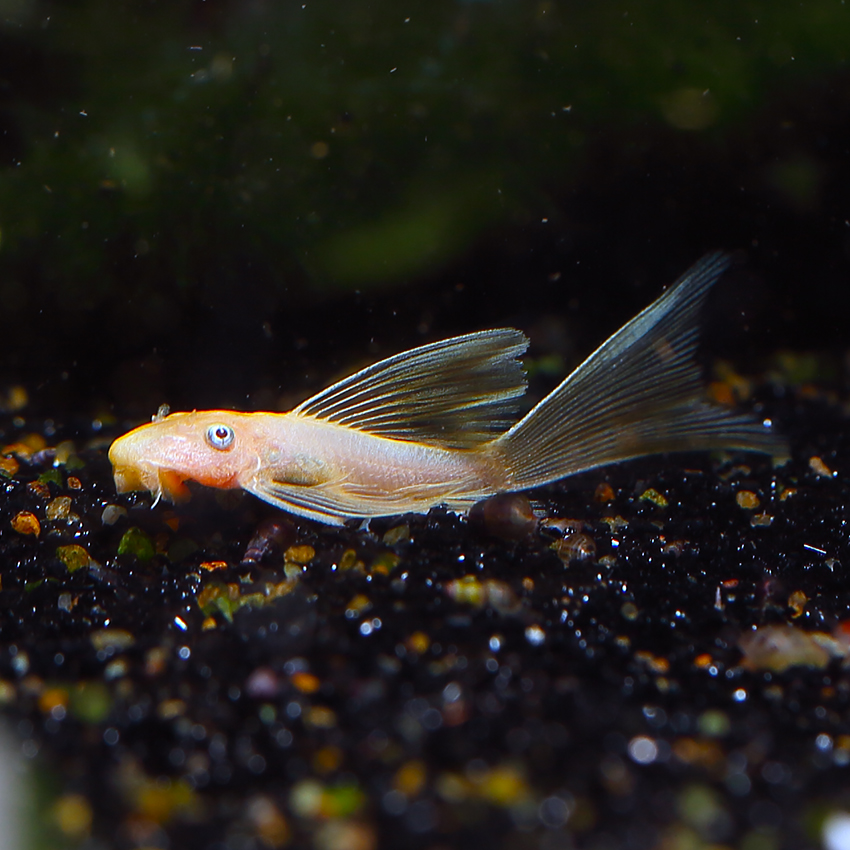 Ancistrus Ancistrus longfin